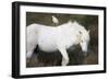 White Camargue Stallion with a Cattle Egret (Bulbulcus Ibis) on His Back, Camargue, France-Allofs-Framed Photographic Print