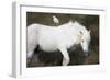 White Camargue Stallion with a Cattle Egret (Bulbulcus Ibis) on His Back, Camargue, France-Allofs-Framed Photographic Print