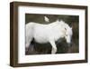 White Camargue Stallion with a Cattle Egret (Bulbulcus Ibis) on His Back, Camargue, France-Allofs-Framed Photographic Print