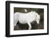 White Camargue Stallion with a Cattle Egret (Bulbulcus Ibis) on His Back, Camargue, France-Allofs-Framed Photographic Print