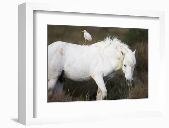 White Camargue Stallion with a Cattle Egret (Bulbulcus Ibis) on His Back, Camargue, France-Allofs-Framed Photographic Print