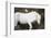 White Camargue Stallion with a Cattle Egret (Bulbulcus Ibis) on His Back, Camargue, France-Allofs-Framed Photographic Print