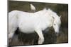 White Camargue Stallion with a Cattle Egret (Bulbulcus Ibis) on His Back, Camargue, France-Allofs-Mounted Photographic Print