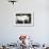 White Camargue Stallion with a Cattle Egret (Bulbulcus Ibis) on His Back, Camargue, France-Allofs-Framed Photographic Print displayed on a wall