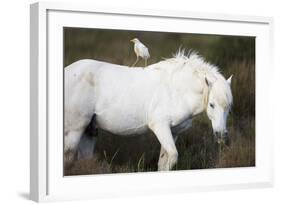 White Camargue Stallion with a Cattle Egret (Bulbulcus Ibis) on His Back, Camargue, France-Allofs-Framed Photographic Print