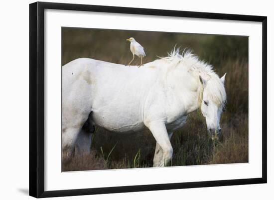 White Camargue Stallion with a Cattle Egret (Bulbulcus Ibis) on His Back, Camargue, France-Allofs-Framed Photographic Print