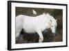White Camargue Stallion with a Cattle Egret (Bulbulcus Ibis) on His Back, Camargue, France-Allofs-Framed Photographic Print