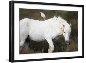 White Camargue Stallion with a Cattle Egret (Bulbulcus Ibis) on His Back, Camargue, France-Allofs-Framed Photographic Print