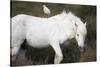 White Camargue Stallion with a Cattle Egret (Bulbulcus Ibis) on His Back, Camargue, France-Allofs-Stretched Canvas