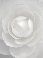 White camellia-Clive Nichols-Stretched Canvas