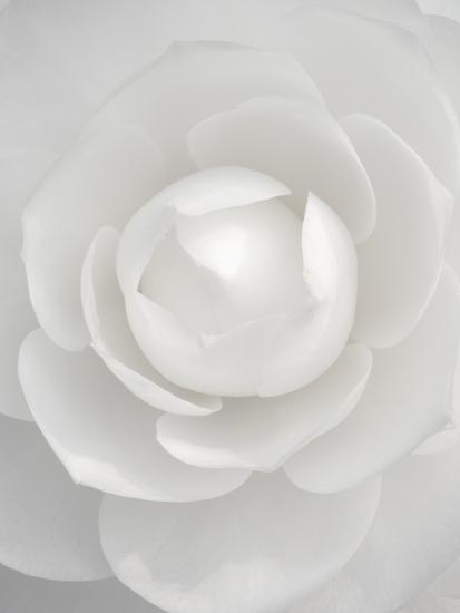 White camellia-Clive Nichols-Stretched Canvas