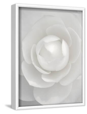Amelia Small Pedestal (Camellia and White) main image 1