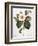 White Camellia-null-Framed Giclee Print