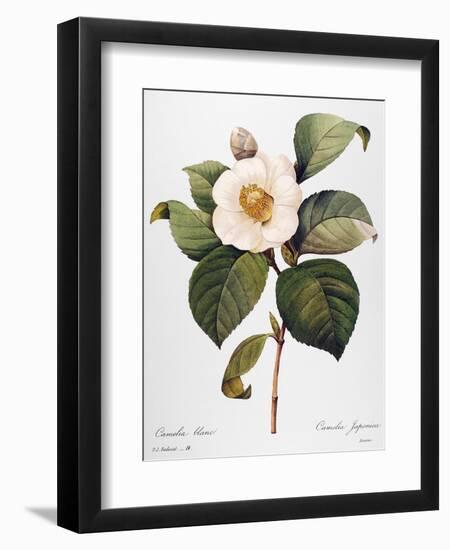 White Camellia-null-Framed Giclee Print