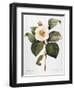 White Camellia-null-Framed Giclee Print