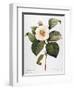 White Camellia-null-Framed Giclee Print