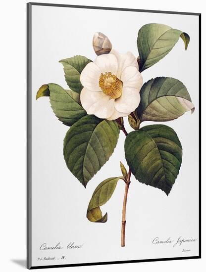 White Camellia-null-Mounted Giclee Print