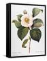 White Camellia-null-Framed Stretched Canvas