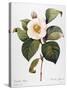 White Camellia-null-Stretched Canvas