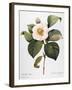 White Camellia-null-Framed Giclee Print