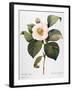 White Camellia-null-Framed Giclee Print