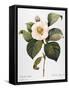 White Camellia-null-Framed Stretched Canvas