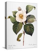 White Camellia-null-Stretched Canvas