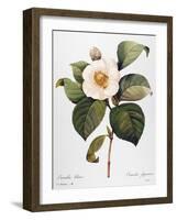 White Camellia-null-Framed Giclee Print