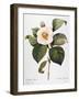 White Camellia-null-Framed Giclee Print