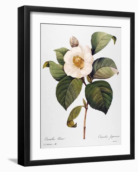 White Camellia-null-Framed Giclee Print