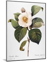 White Camellia-null-Mounted Giclee Print
