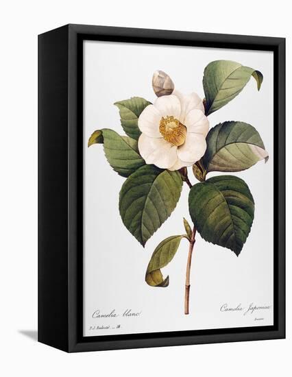 White Camellia-null-Framed Stretched Canvas
