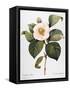 White Camellia-null-Framed Stretched Canvas