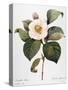 White Camellia-null-Stretched Canvas