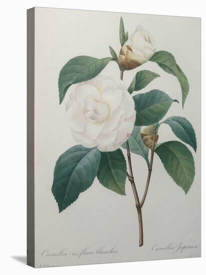 White Camellia-Pierre-Joseph Redoute-Stretched Canvas