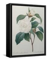 White Camellia-Pierre-Joseph Redoute-Framed Stretched Canvas