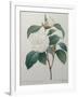 White Camellia-Pierre-Joseph Redoute-Framed Art Print