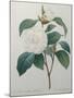 White Camellia-Pierre-Joseph Redoute-Mounted Art Print