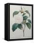 White Camellia-Pierre-Joseph Redoute-Framed Stretched Canvas