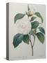 White Camellia-Pierre-Joseph Redoute-Stretched Canvas