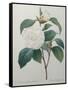 White Camellia-Pierre-Joseph Redoute-Framed Stretched Canvas