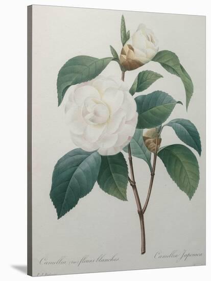 White Camellia-Pierre-Joseph Redoute-Stretched Canvas