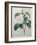 White Camellia-Pierre-Joseph Redoute-Framed Art Print