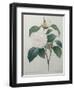 White Camellia-Pierre-Joseph Redoute-Framed Art Print