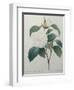 White Camellia-Pierre-Joseph Redoute-Framed Art Print