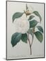 White Camellia-Pierre-Joseph Redoute-Mounted Art Print