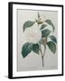 White Camellia-Pierre-Joseph Redoute-Framed Art Print