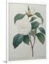 White Camellia-Pierre-Joseph Redoute-Framed Art Print