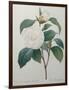 White Camellia-Pierre-Joseph Redoute-Framed Art Print