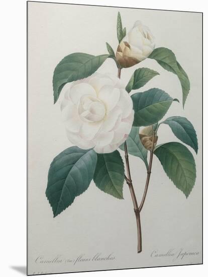 White Camellia-Pierre-Joseph Redoute-Mounted Art Print